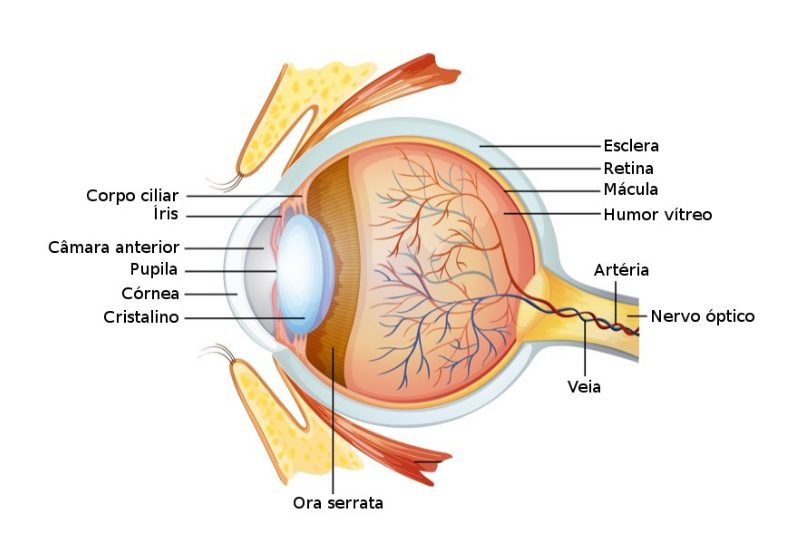 O Que é Anatomia Do Olho